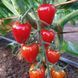 GARDENER'S SWEETHEART POMIDOR