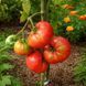 GRANDPA CHARLIE TOMATO