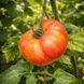 STARBURST NEBULA TOMATO