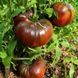 VARSOVIA TOMATO