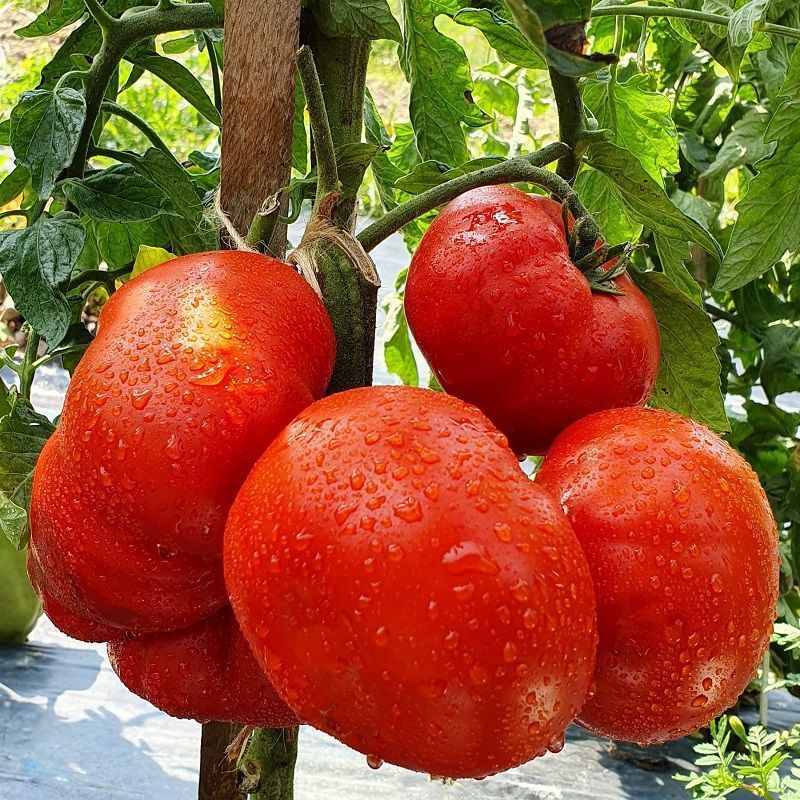 Bumpy Tomatoes MILKA'S RED BULGARIAN TOMATO