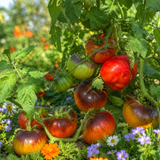 ALICE'S DREAM TOMATO