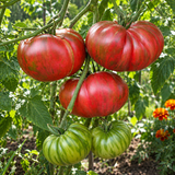 BERKELEY TIE DYE PINK TOMATO