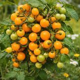 BALCONY WONDER GOLD TOMATO