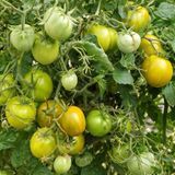 DWARF AMY'S OHIO TOMATO