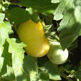 MILCHPERLE TOMATO