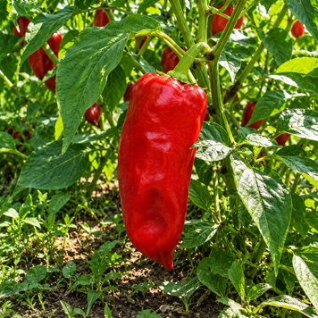 KAKADU RED PEPPER