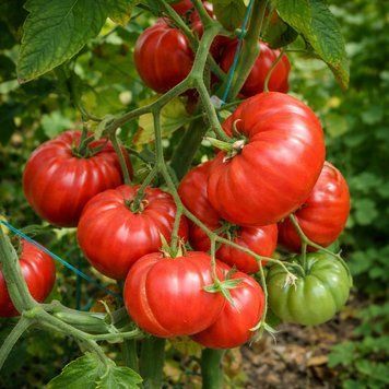 BEHEMOTH KING TOMATO