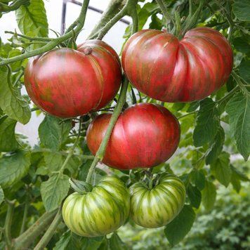 BERKELEY TIE DYE PINK TOMATO