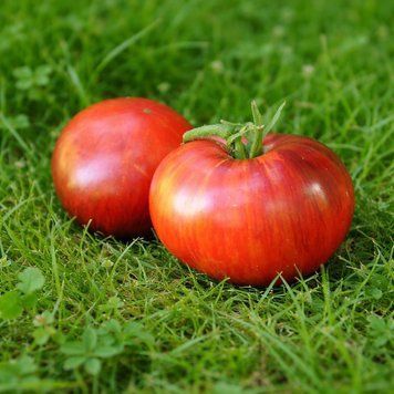 GRANDFATHER&rsquo;S HONEY TOMATO