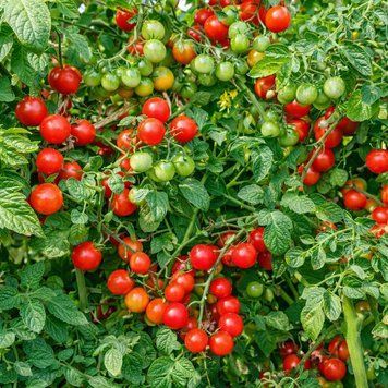 IVA'S RED BERRY TOMATO