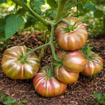 KOZULA-24 TOMATO