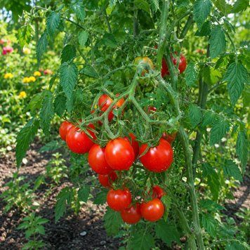 RIESENTRAUBE TOMATO