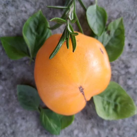 ЖЕЛТЫЙ КРУПНЫЙ АМИШЕЙ (LARGE YELLOW AMISH) ТОМАТ