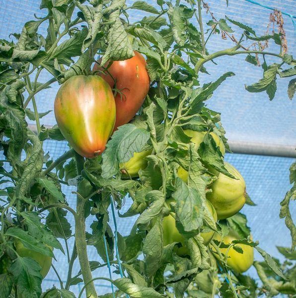 WORK RELEASE PASTE TOMATO