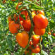 ILLINI GOLD TOMATO