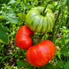 BEEFY RED TOMATO
