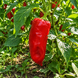 KAKADU RED PEPPER