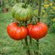 М'ЯСО ЧЕРВОНЕ (BEEFY RED) 1393-197G фото 3