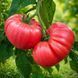 BRANDY BOY TOMATO
