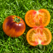 CLEMENTINE BLEUE TOMATO