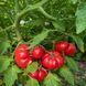 DULCEA DE FAGARAS TOMATO