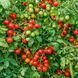 IVA'S RED BERRY TOMATO
