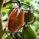 JAVELIN TOMATO