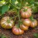 KOZULA-24 TOMATO