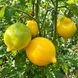 LANA&rsquo;S YELLOW HEART TOMATO
