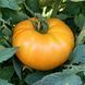 LARGE YELLOW AMISH TOMATO