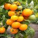 SUMMER APRICOT TOMATO
