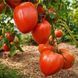 WORK RELEASE PASTE TOMATO