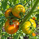 STRIPED STUDENTS TOMATO