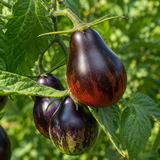 BLUE KEYES TOMATO