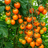 AMBROSIA ORANGE UBX  TOMATO