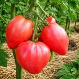 DWARF DESPERADO TOMATO