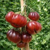 JAPANESE TRUFFLE PURPLE TOMATO