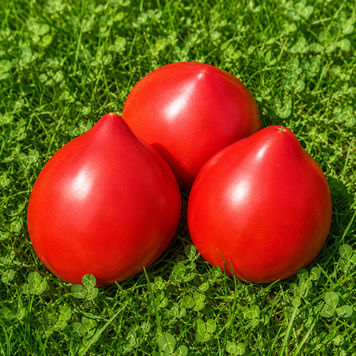BULL MAMMOTH MINUSINSK TOMATO