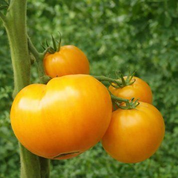 JANET'S JACINTHE JEWEL TOMATO