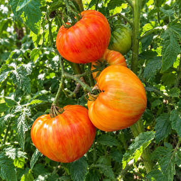 STRIPED TREAT TOMATO