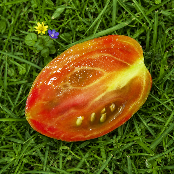 PISANKI POMIDOR