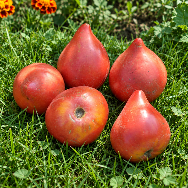 PANA DE COCOȘ A BUNICULUI (GRANDPA'S COCK'S PLUM) G0014-53 foto