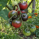 KARMA PURPLE TOMATO