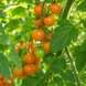AMBROSIA ORANGE UBX POMIDOR