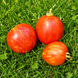 STRIPED STUDENTS TOMATO