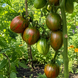 PISANKI TOMATO