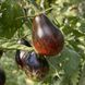 BLUE KEYES TOMATO