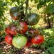 CHERRY GYPSY TOMATO