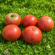 FEMALE CAPRICE CHOCOLATE TOMATO